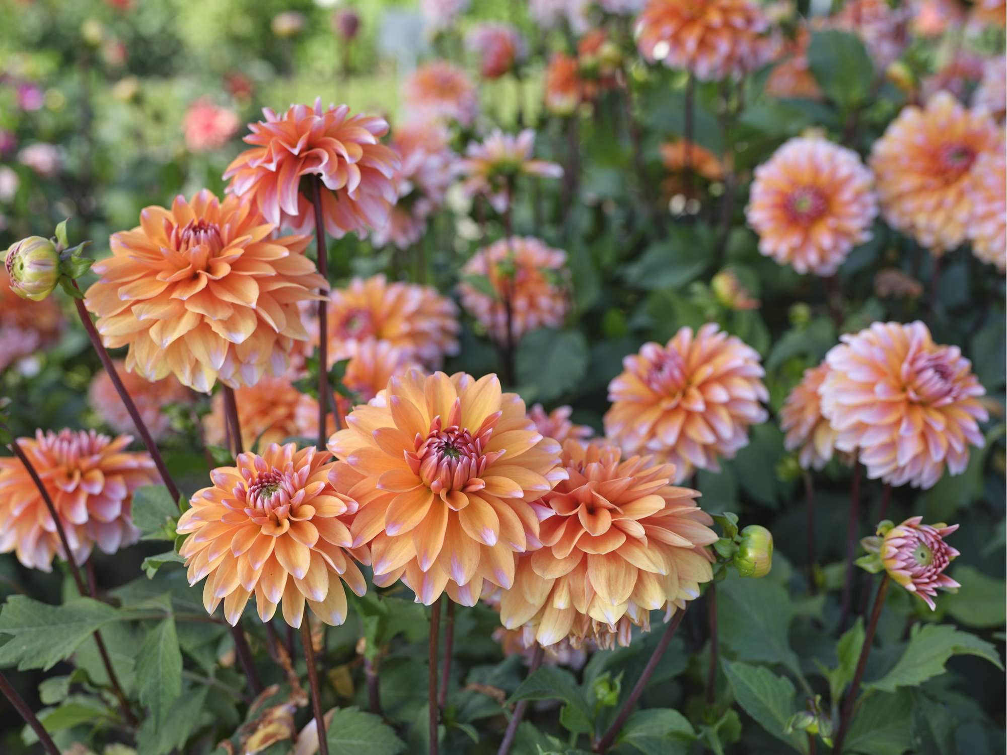 Dahlia 'Peaches & Vanilla'